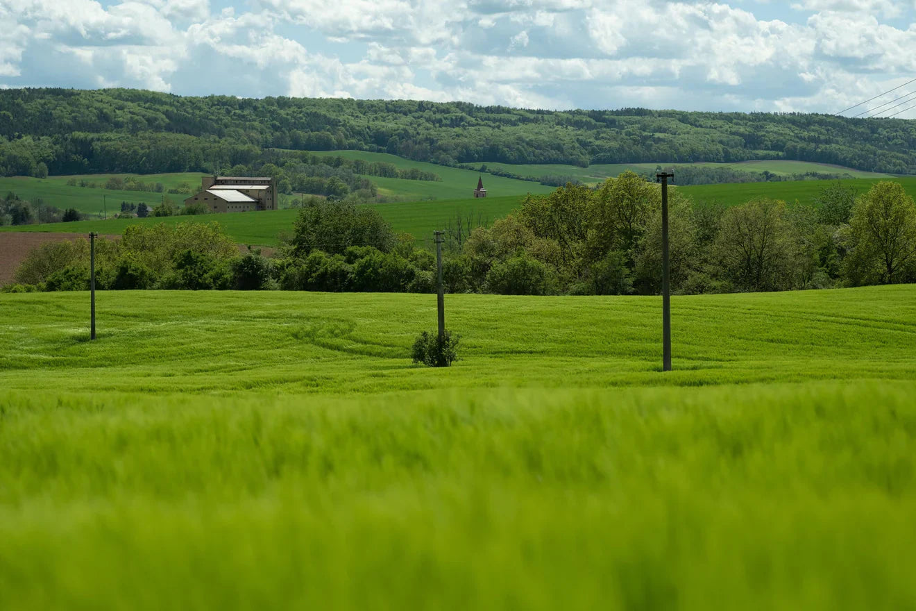 Mowing: Cutting Grass for a Greener Result